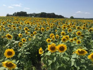 Huge field of blooming sunflowers