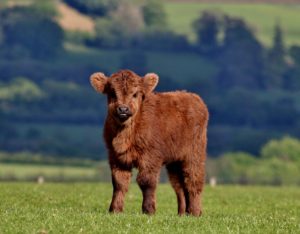 A fluffy, small highland calf.