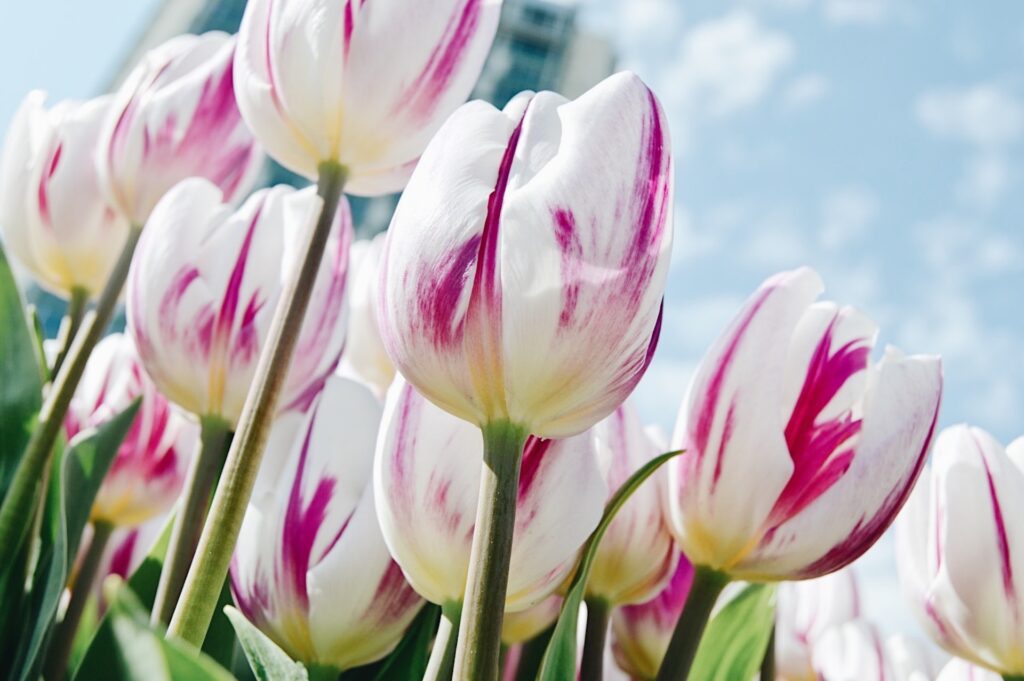 Decorative flowers
