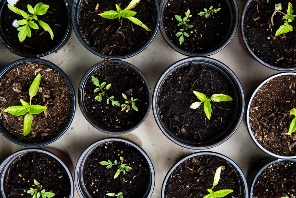 vegetable and flower seedlings in round pots, viewed from above