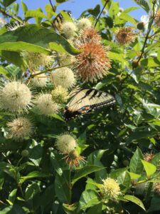 A yellow butterfly focuses its attention on a buttonbush flower.