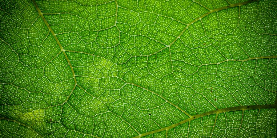 Close up of leaf