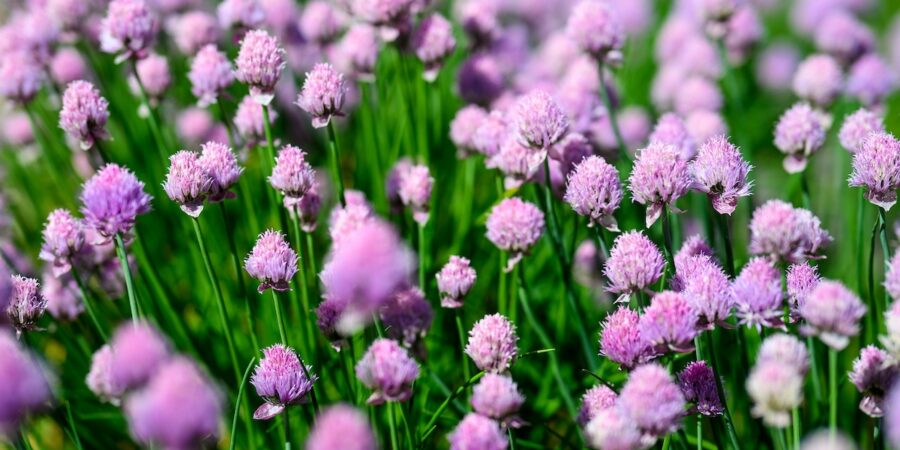 purple chive flowers blooming