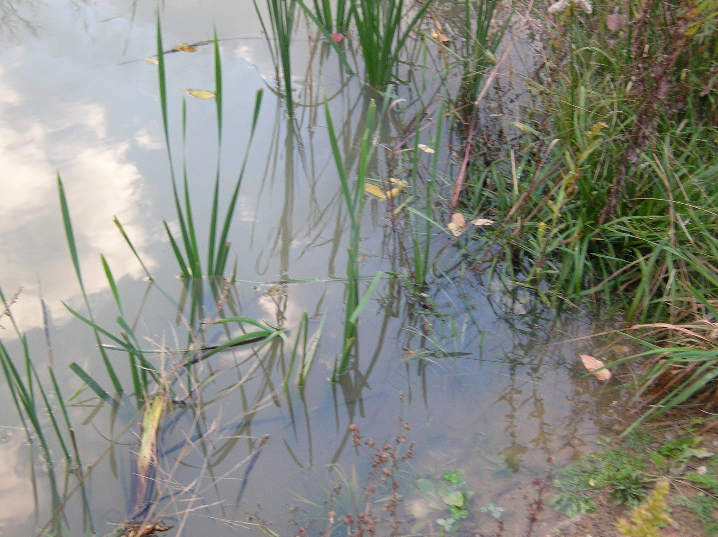 Pond's Edge in Summer