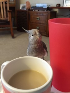 A photo of a grey bird—Petey—looking at the camera over a mug of tea in the author’s living room (a wooden chair and side table in the background).