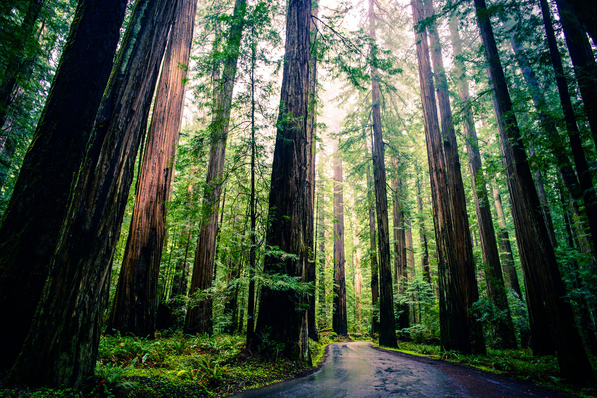 redwood trees