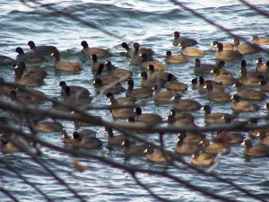 Close-up of a couple of dozen coots ("chickens of the sea") bobbing on the surface of a lake.